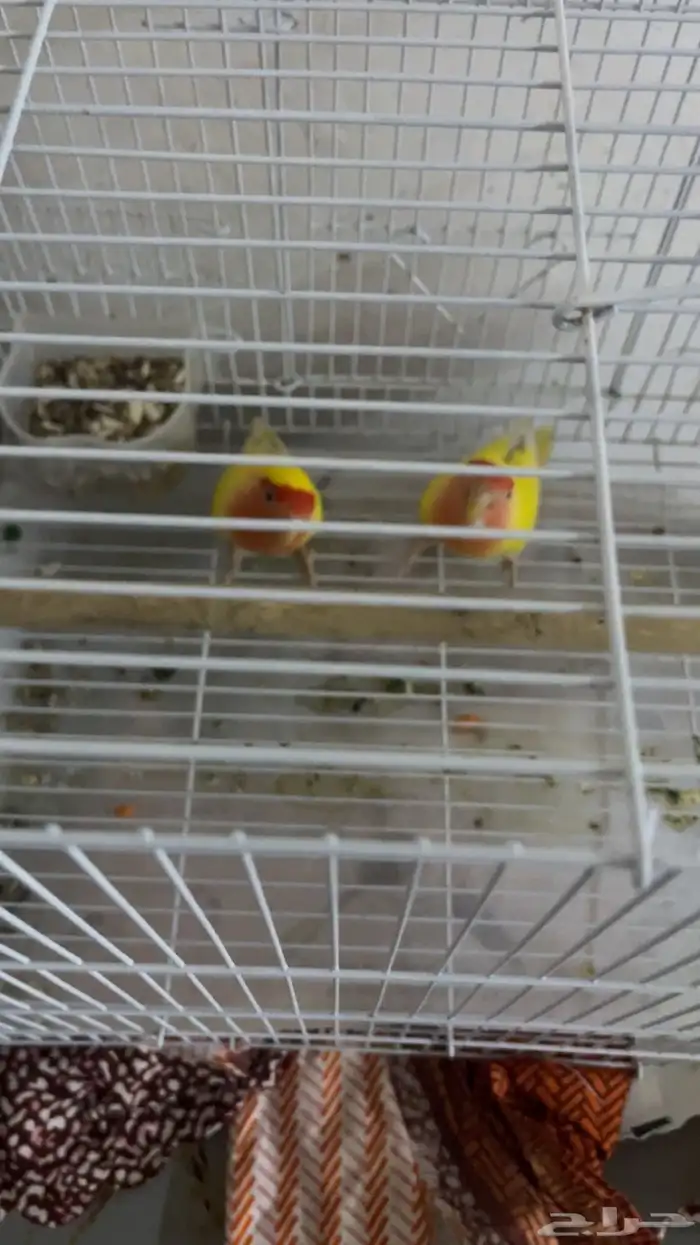 زوج روز منتج تحتو 3 بيضات 0