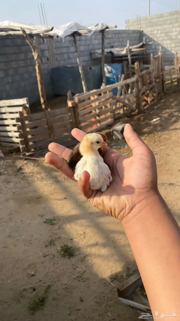 ديك بلدي شرط 7