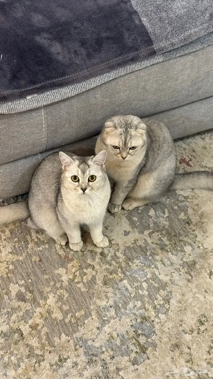 قطط سكوتش زوج للبيع 0