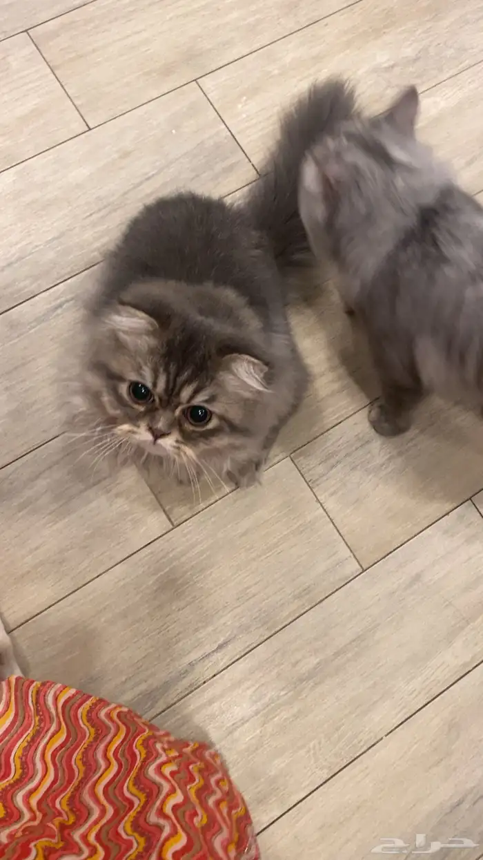 قطط للتبني عمر ست شهور ذكر واحد فقط 10 شهور 6