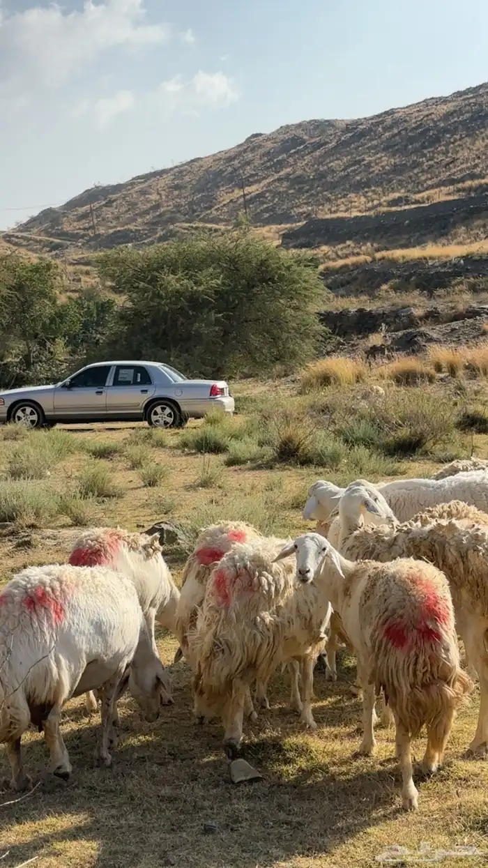 ضان مقاني رخال صنف حرش وجروم 1