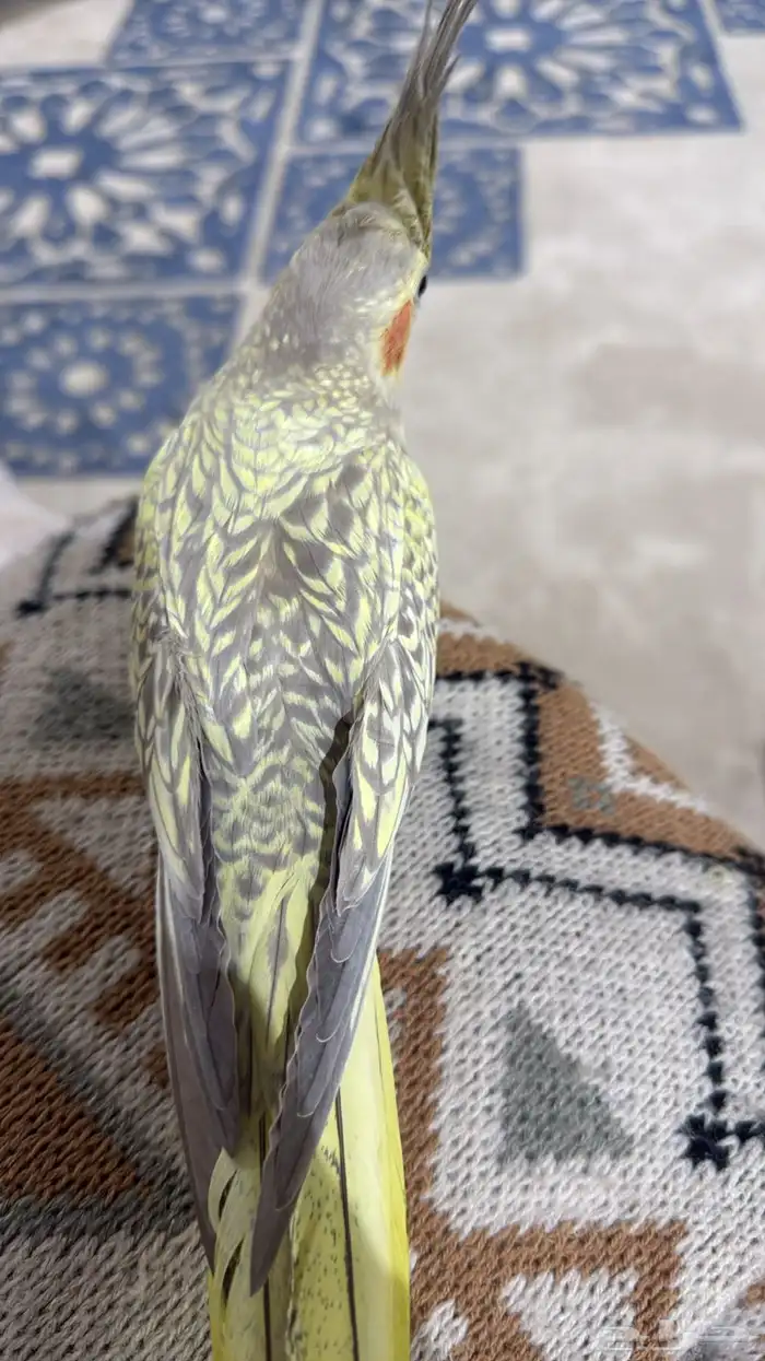 كروان كوكتيل 0