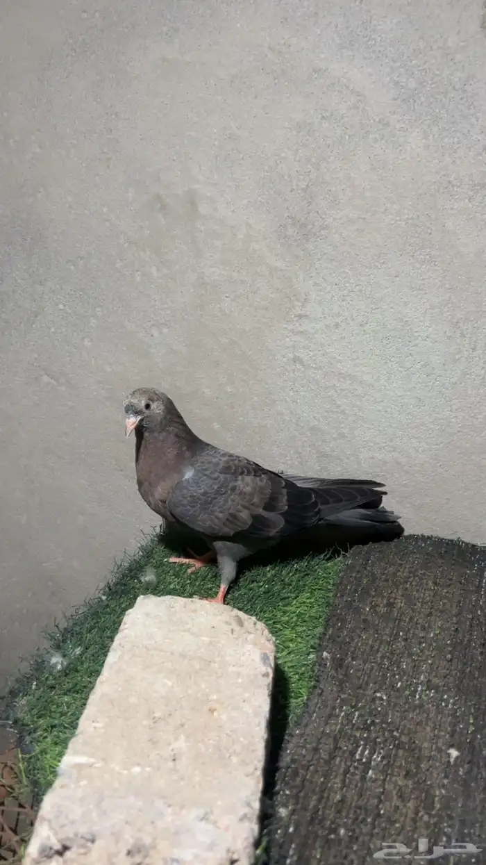 3 طبات قطايف 4