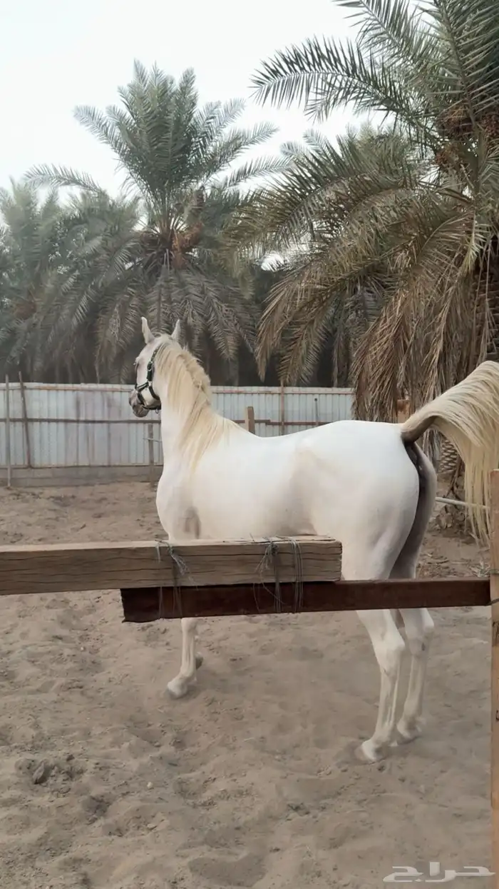 فرس شيخه فواخر شعبي 1