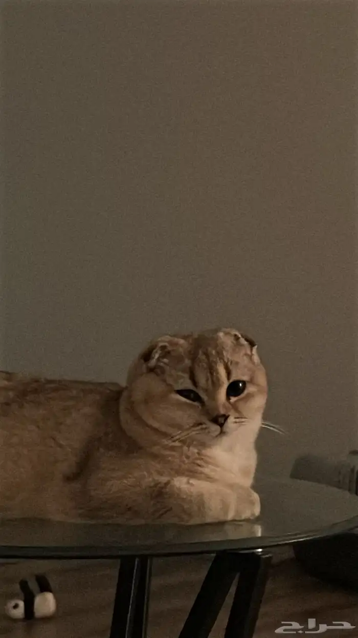 قطط سكوتش فولد للبيع 1