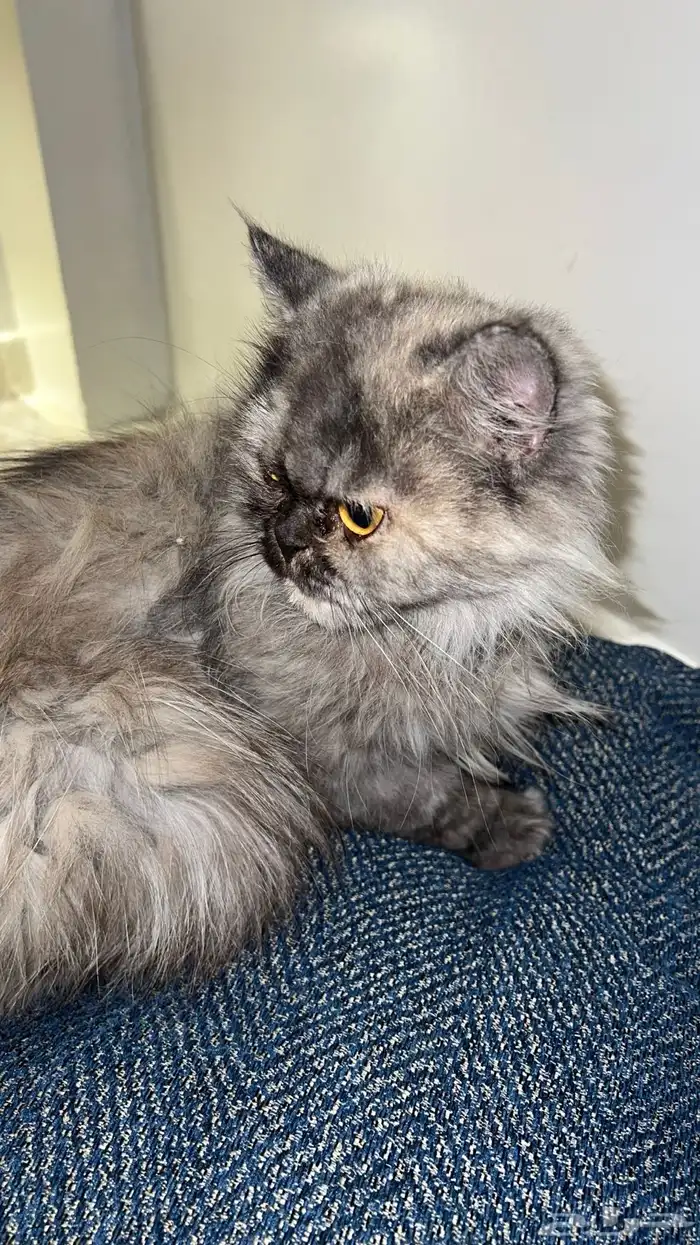 السلام عليكم قطة شيرازي للبيع 0