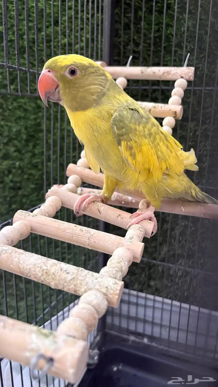 دره هولندي لون مميز ونادر 2