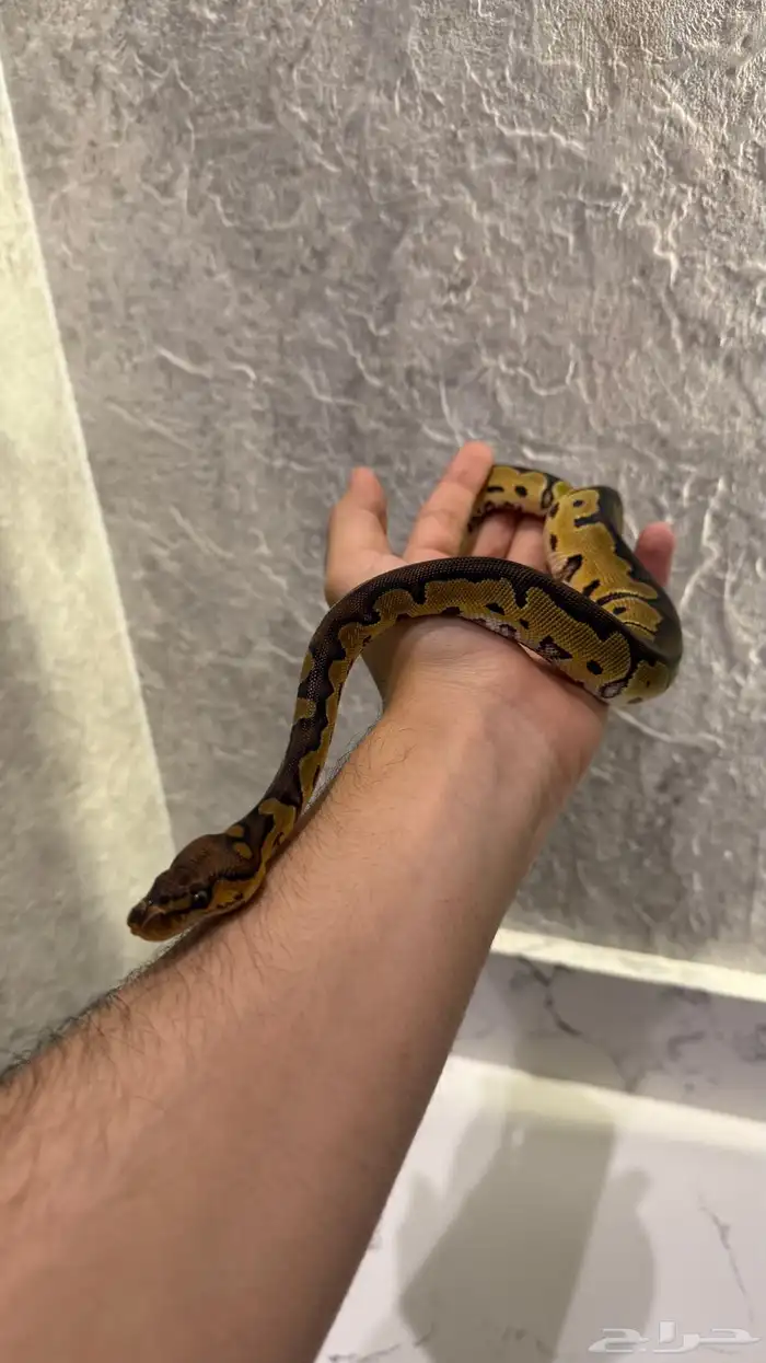 بول بايثون 2