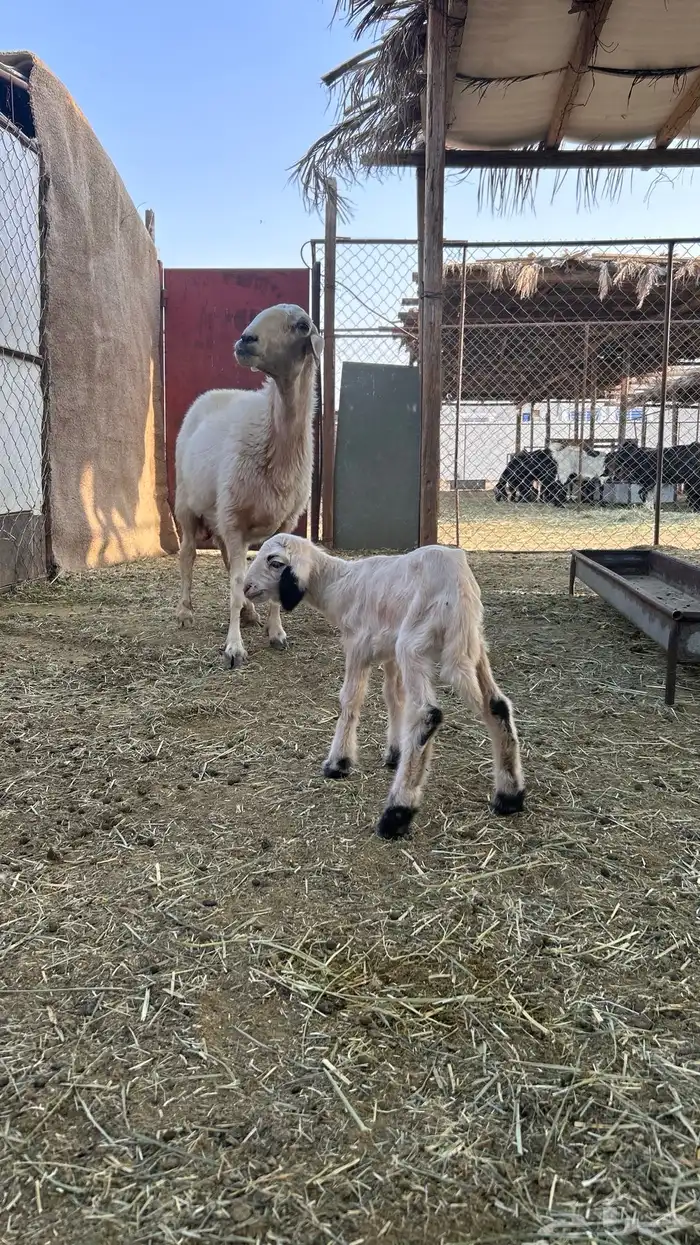 متابيع صفر صنف 3