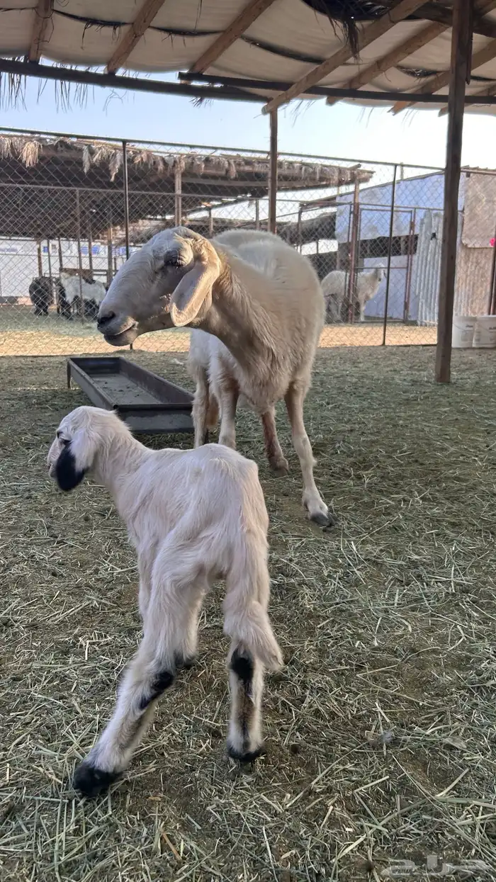 متابيع صفر صنف 1