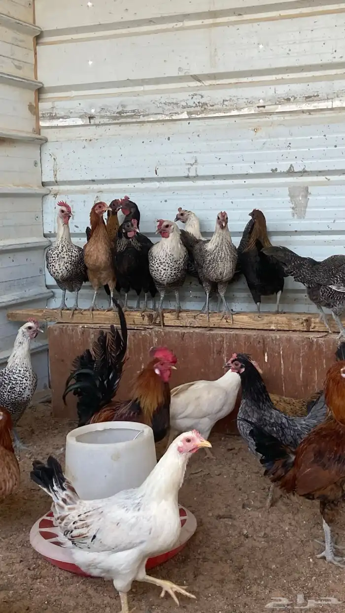 للبيع دجاج بياض 2