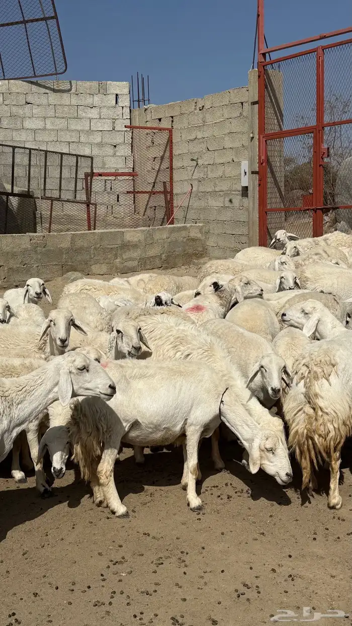 للبيع غنم حريات مراح واحد 5