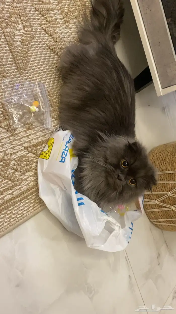 قطط للتبني عمر ست شهور ذكر واحد فقط 10 شهور 5