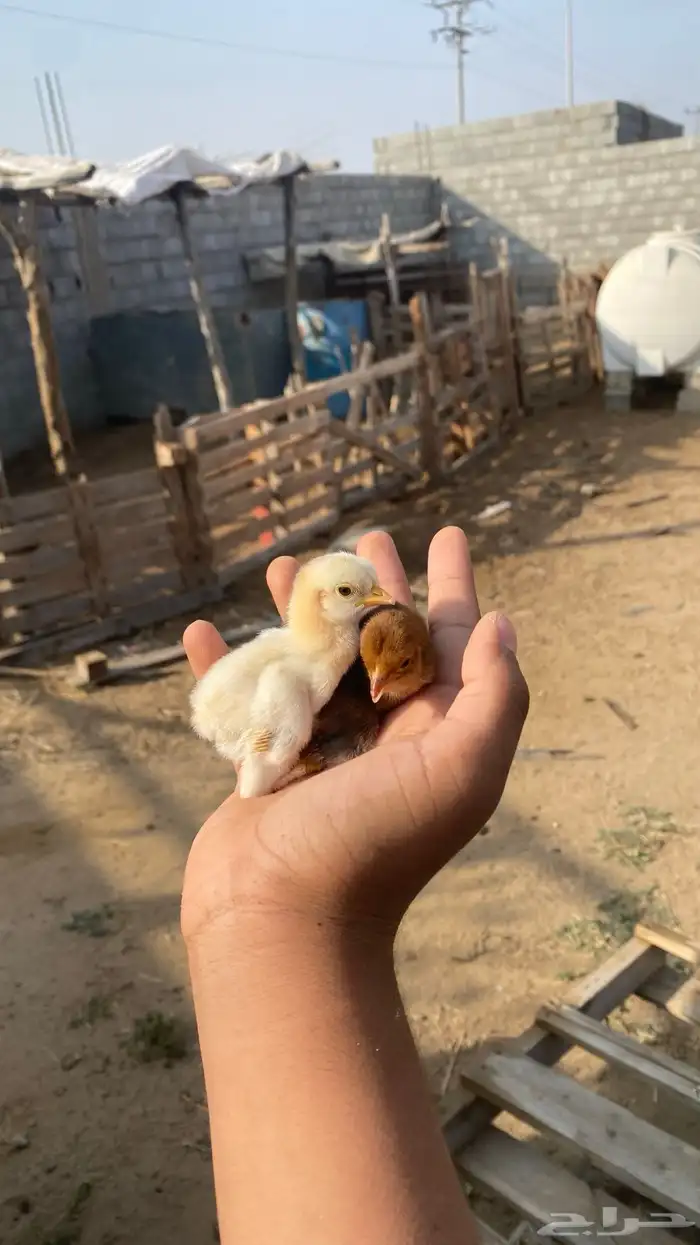 ديك بلدي شرط 6