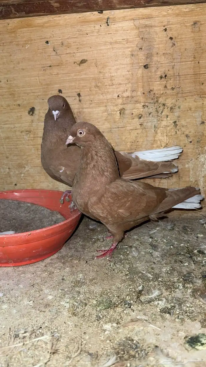 جوز نوري منتج 0