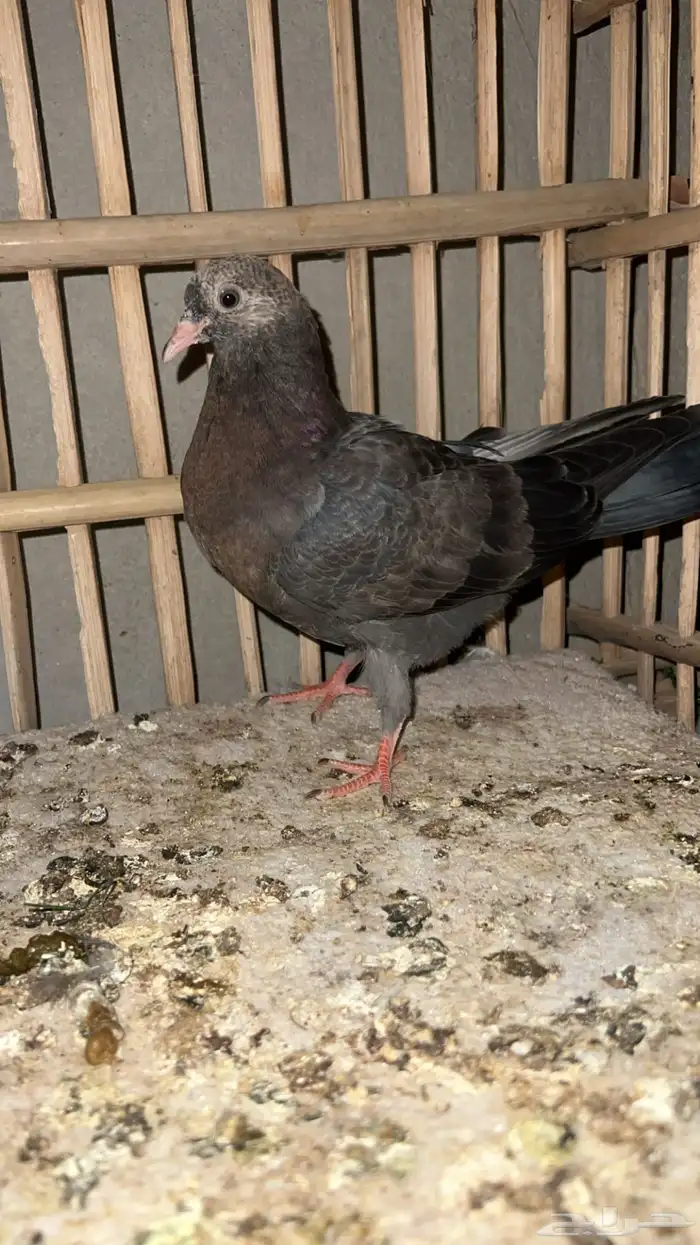 3 طبات قطايف 1