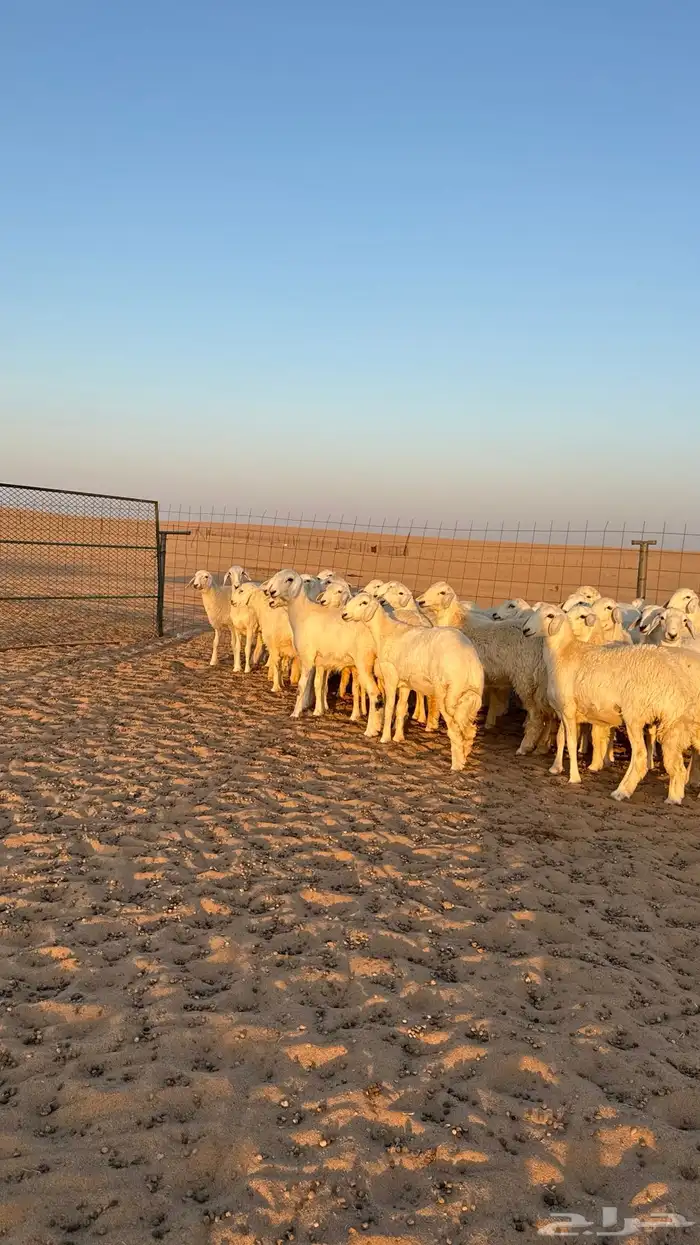 رخال جذعات حريات صنف فاخرر للي يبي الصنف 14