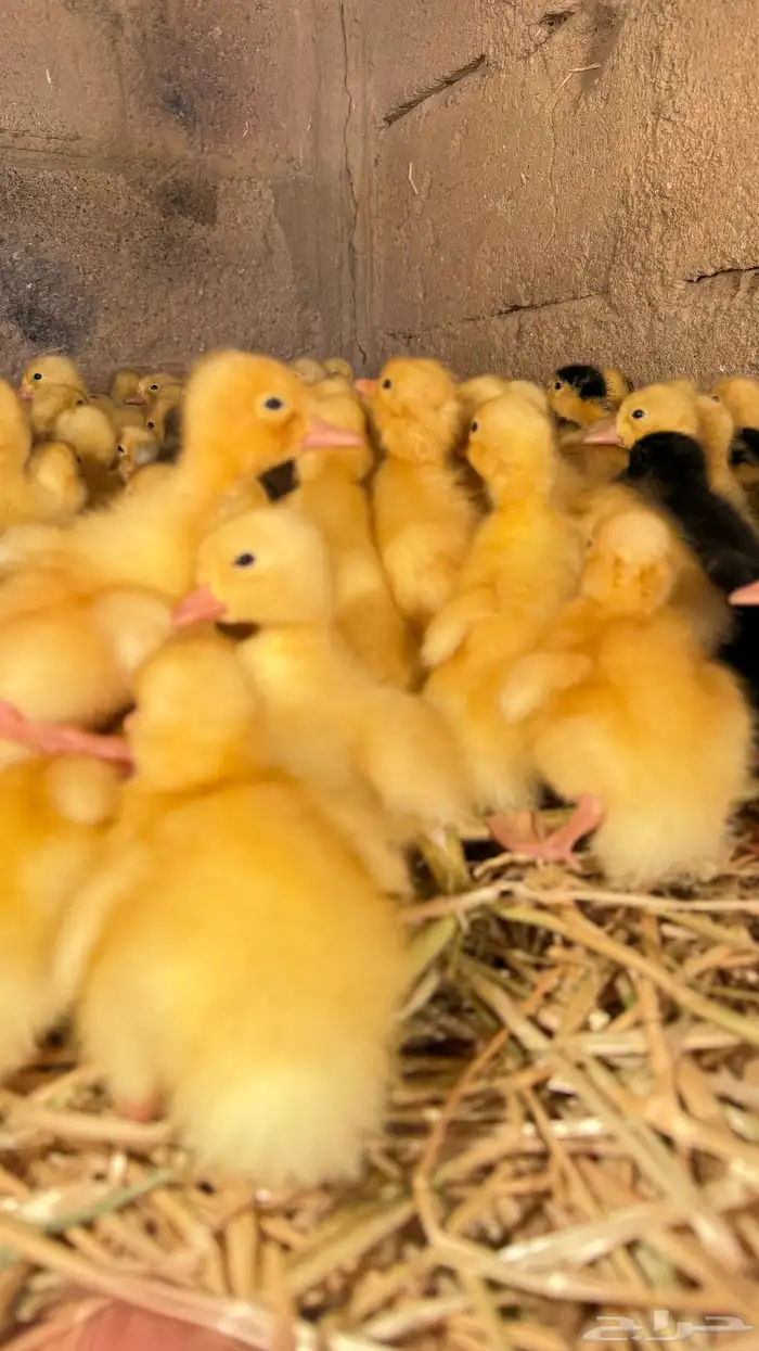 صوص بط بكيني 1