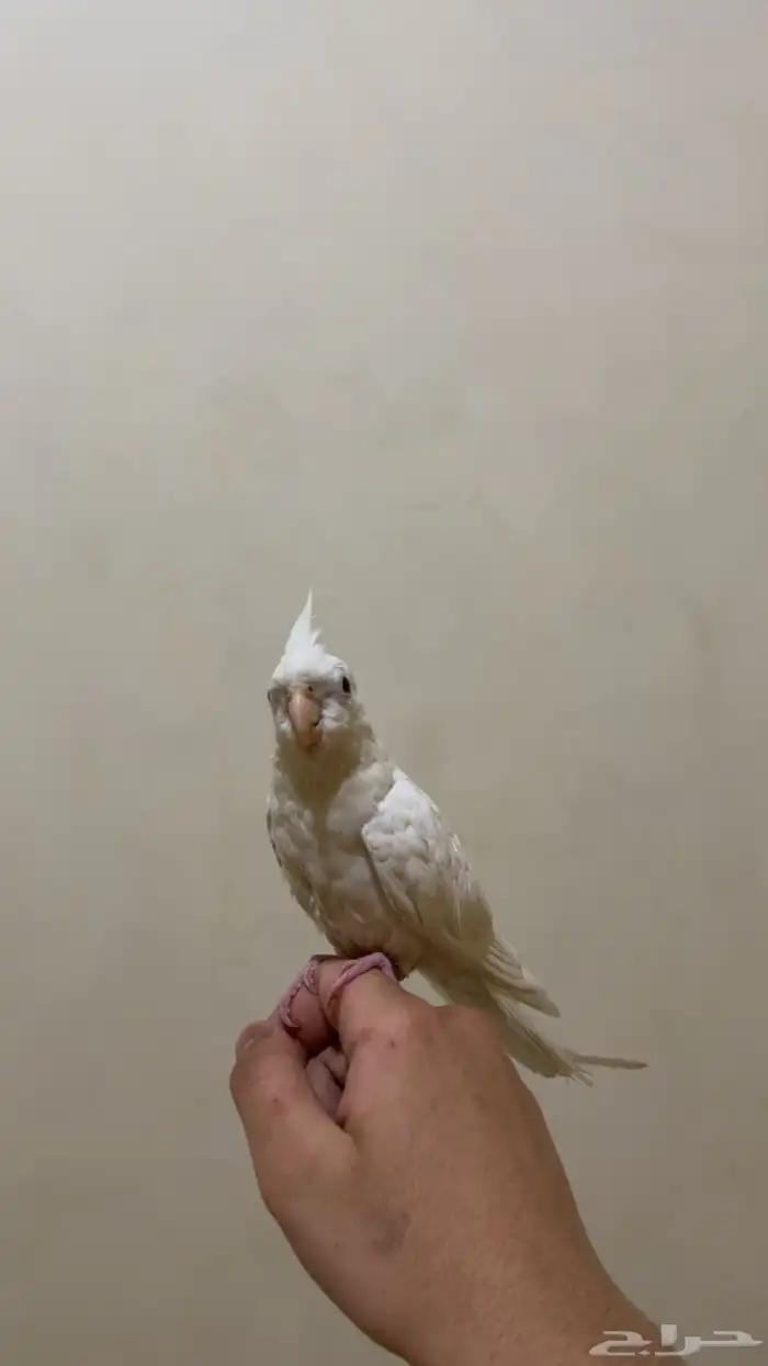 كروان البينو وهدد متكلم 3