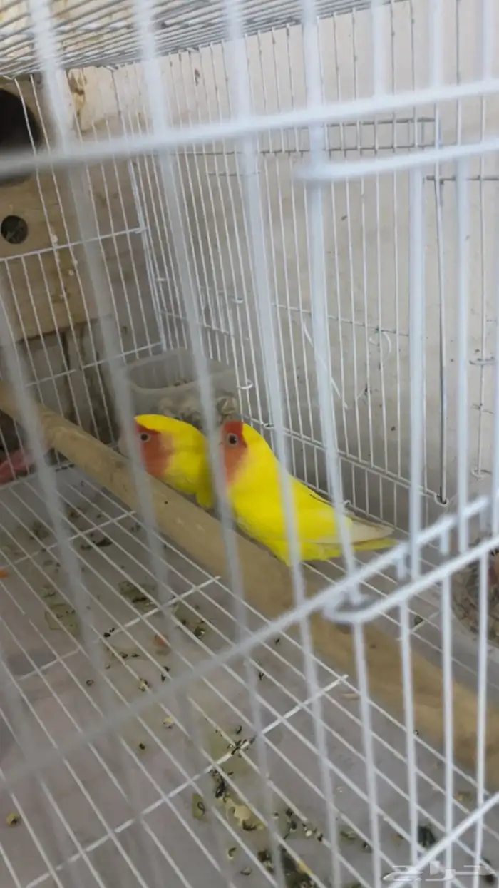 زوج روز منتج تحتو 3 بيضات 2