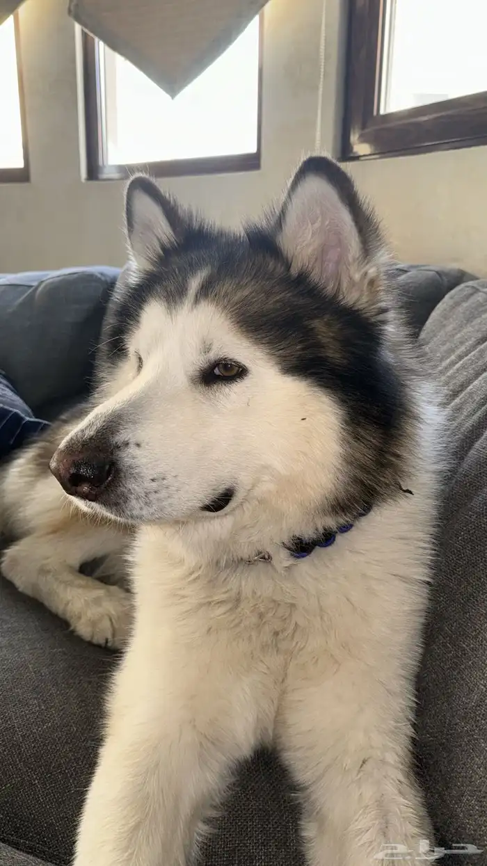 كلب هسكي ضايع بحطين يوجد مكافأة مالية 0