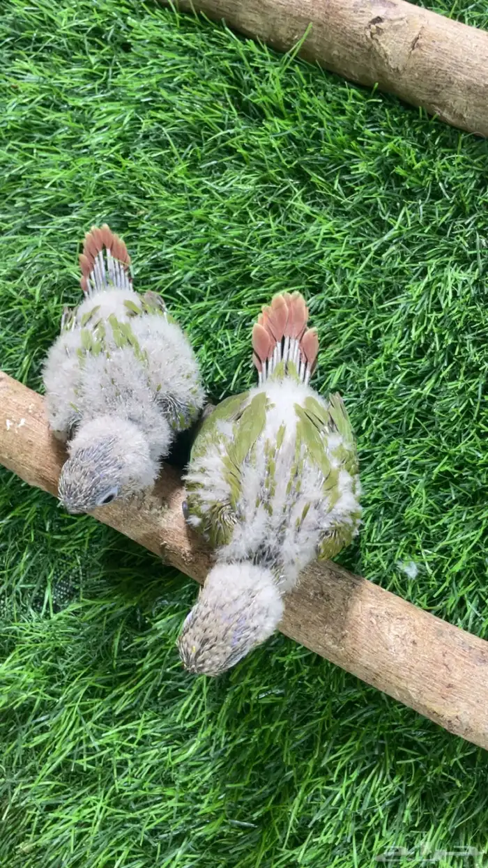 فروخ كنيور ( تم البيع ) 1