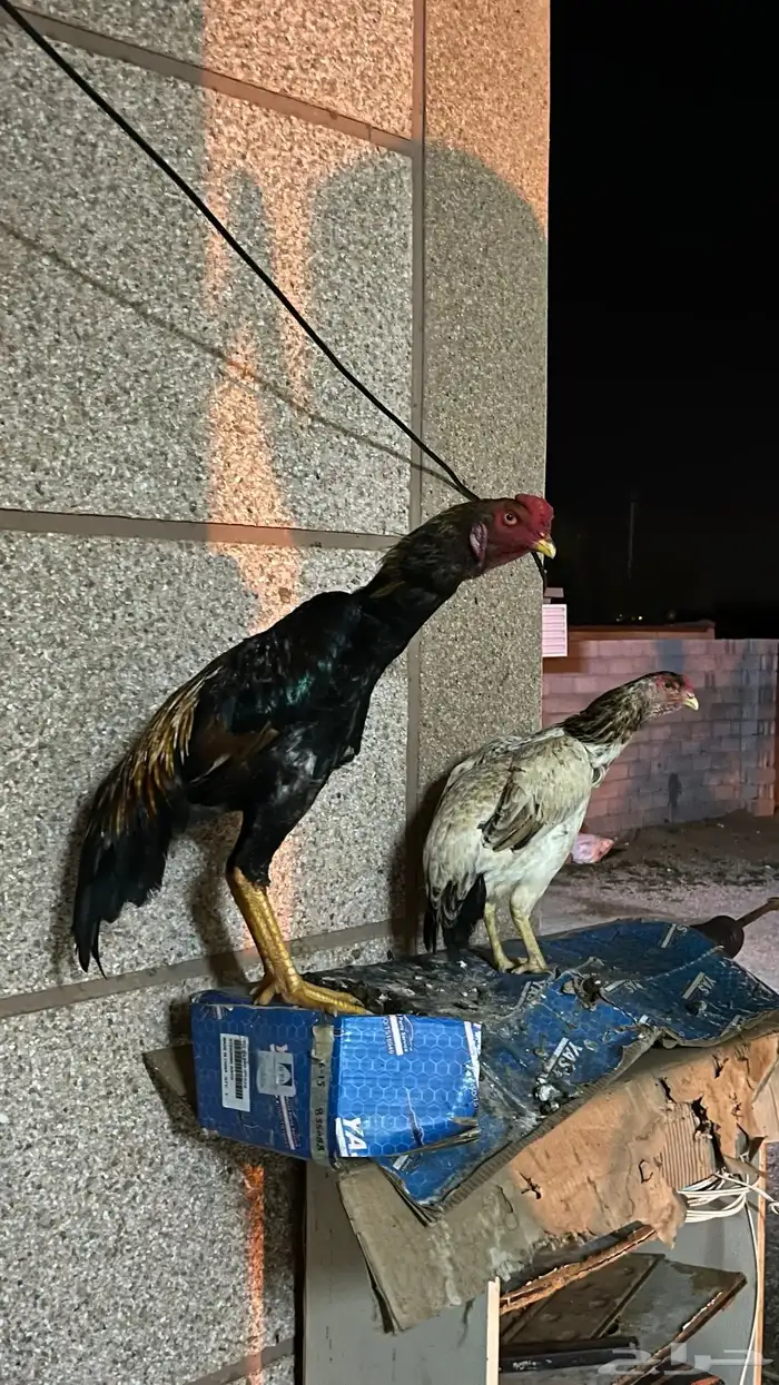 جوز شامو ياباني 3