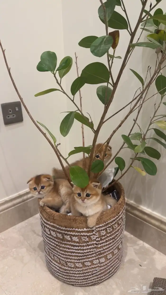 قطط سكوتش فولد انثى وذكر 2