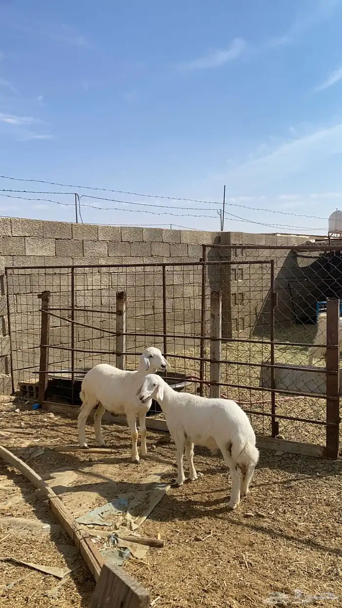 رخل وخروف حريات 0