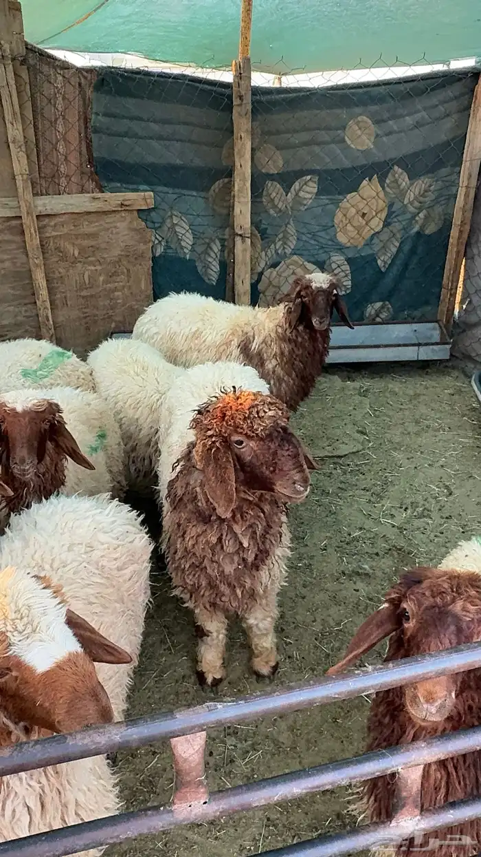 ذبايح للبيع 1