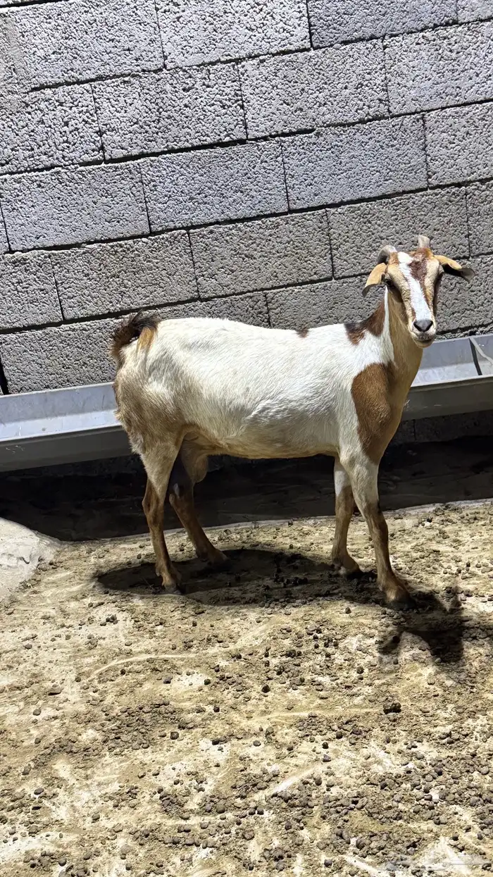 بسم الله ماشاءالله اعرض لكم شاه صحتها ماشاءالله حليب. 1