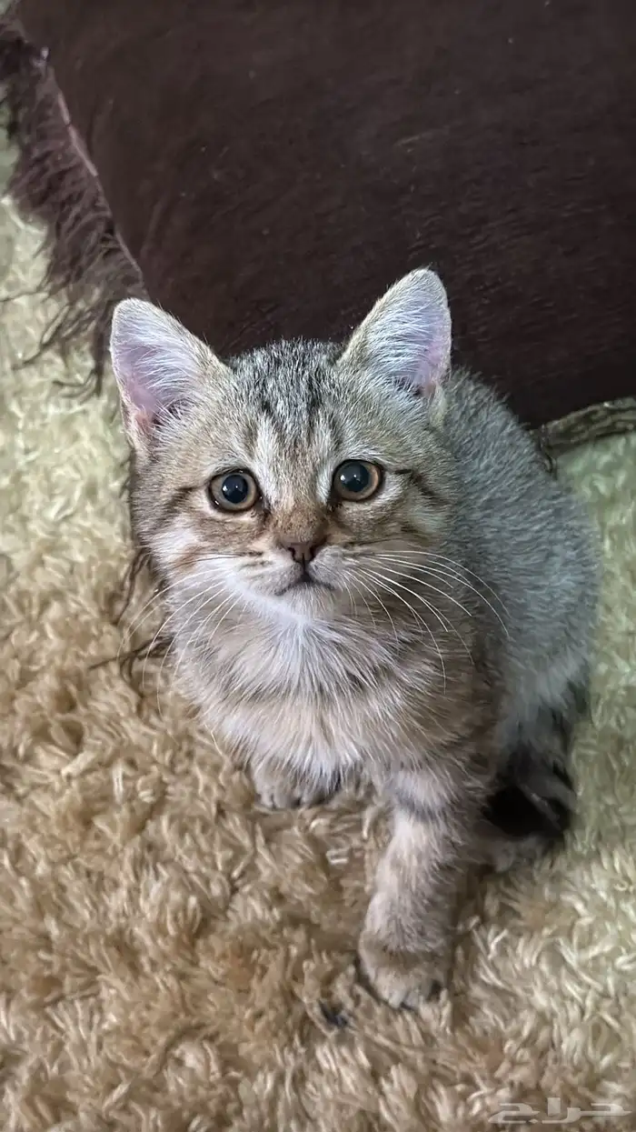 تبني قطوتين 1