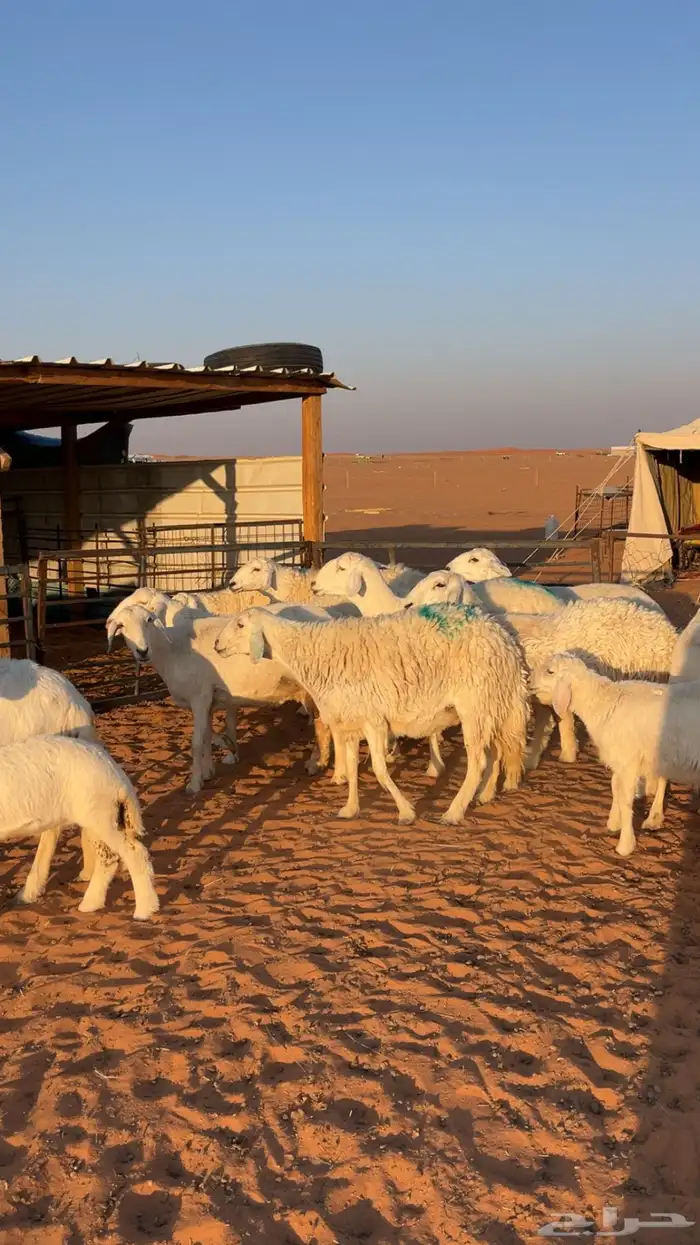 غنم حرش صنف 1