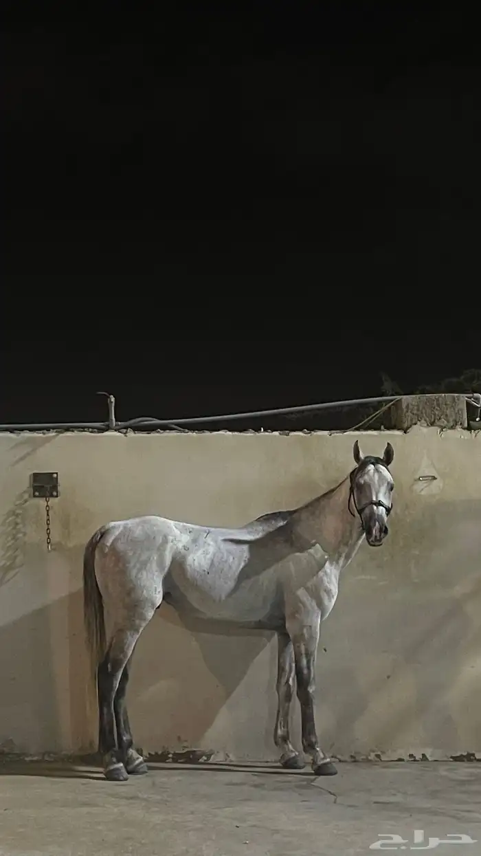 حصان شعبي جبلي (مسقبل قفز) 2