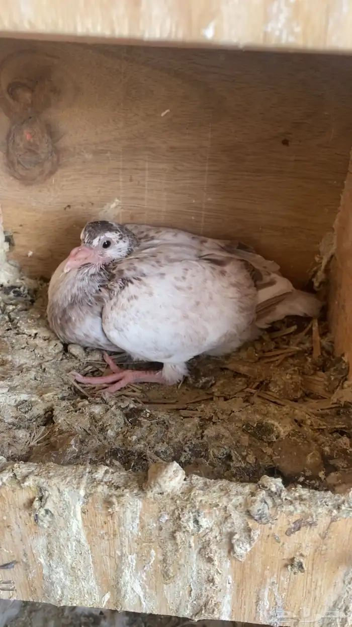 فراخة( حية)فرنسي زاجل وهندي ونجد العدد10 جواز 20 جوز 30 جوز 0