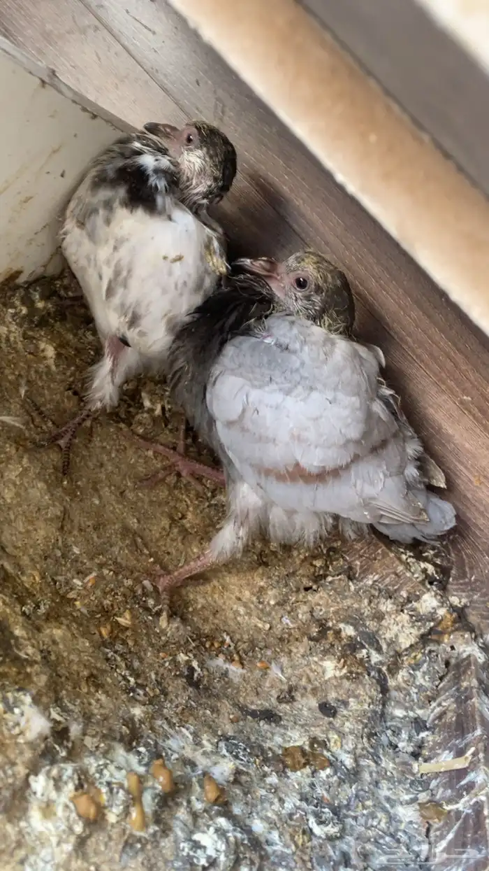 فراخة( حية)فرنسي زاجل وهندي ونجد العدد10 جواز 20 جوز 30 جوز 9