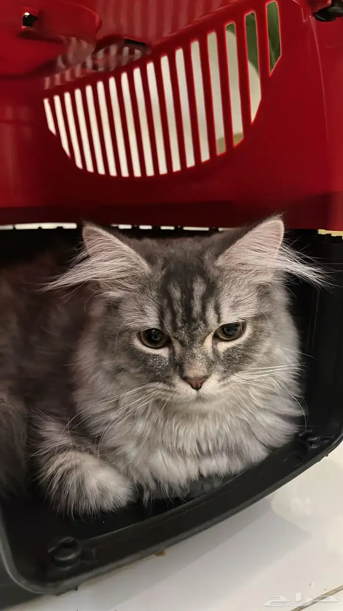 قط ذكر للتبني 1