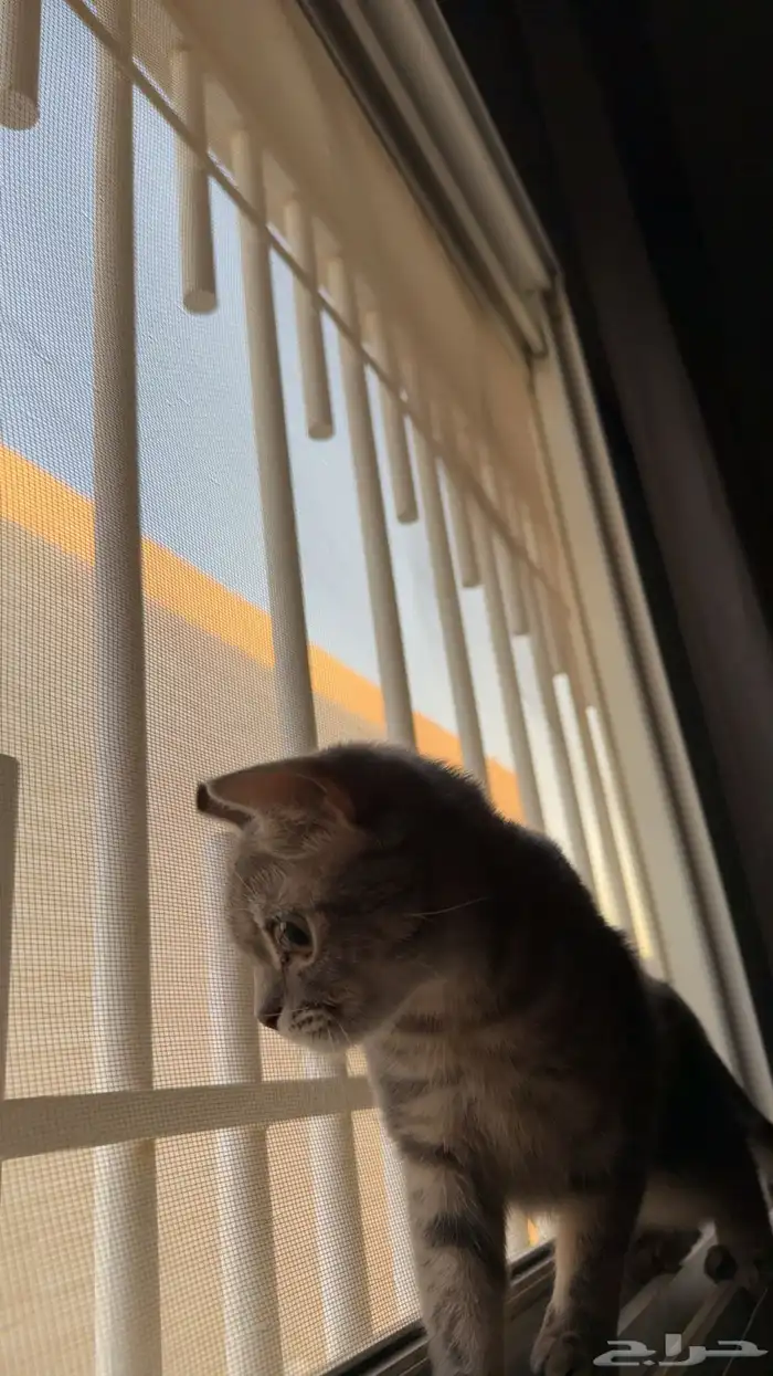 قطوه سكوتش 1