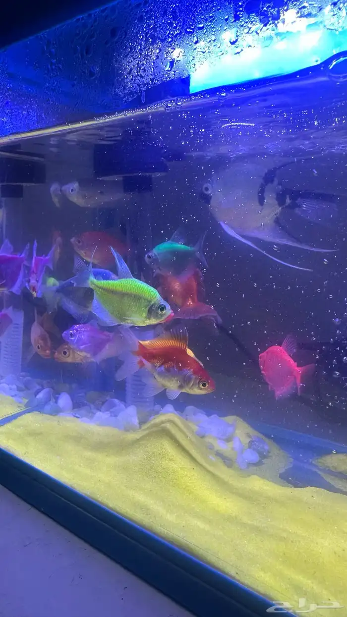 احواض بفلتر مع سمك زينه 3