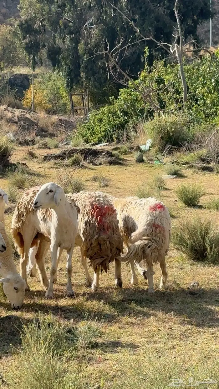 ضان مقاني رخال صنف حرش وجروم 5