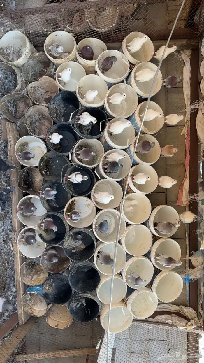 دجاج فيومي وحمام فرنسي وبلدي 4