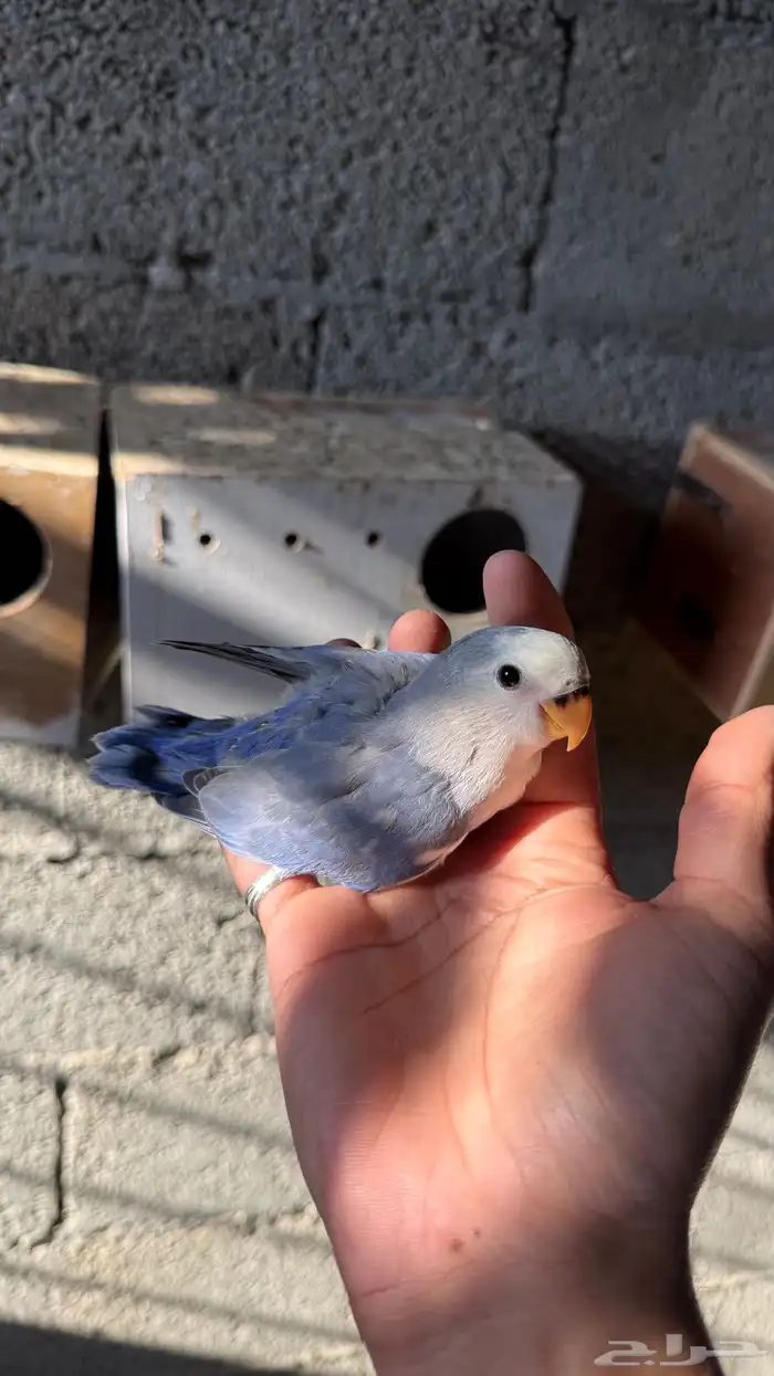 للبيع فروخ روز 6