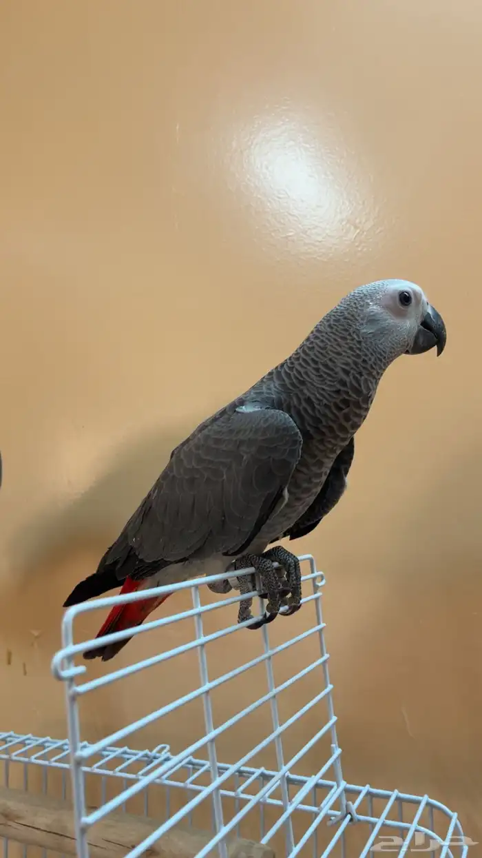 فرخين كاسكو 4