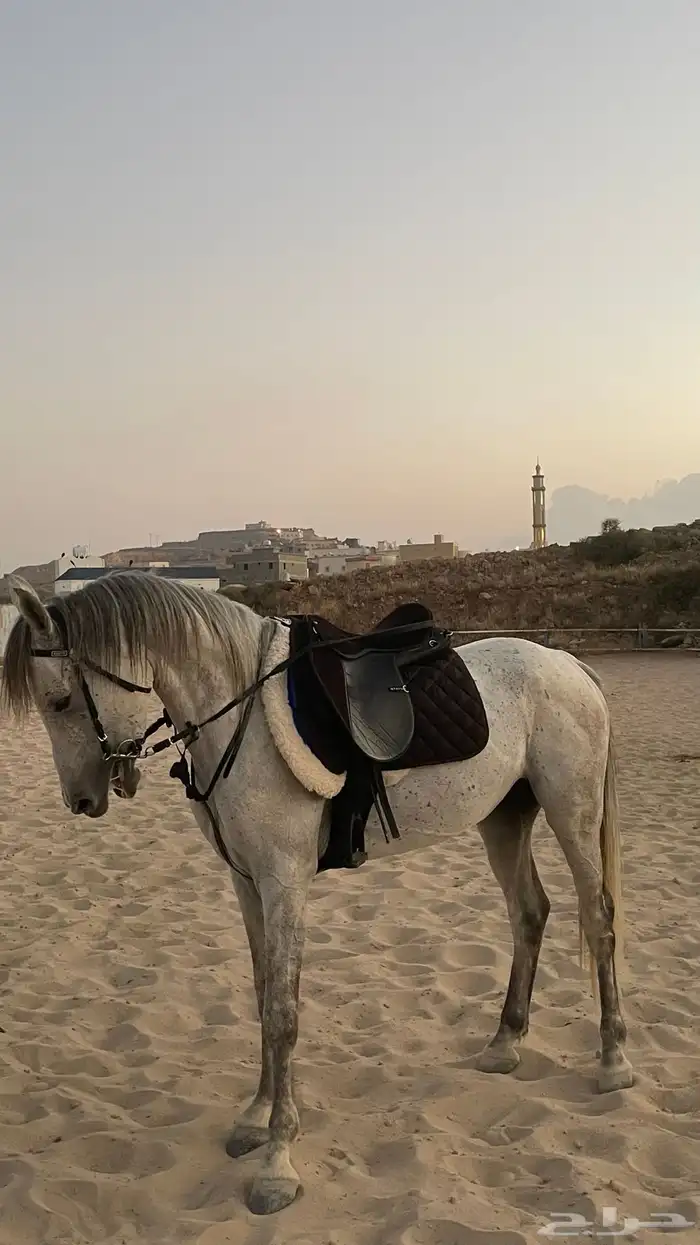 حصان شعبي جبلي (مسقبل قفز) 6