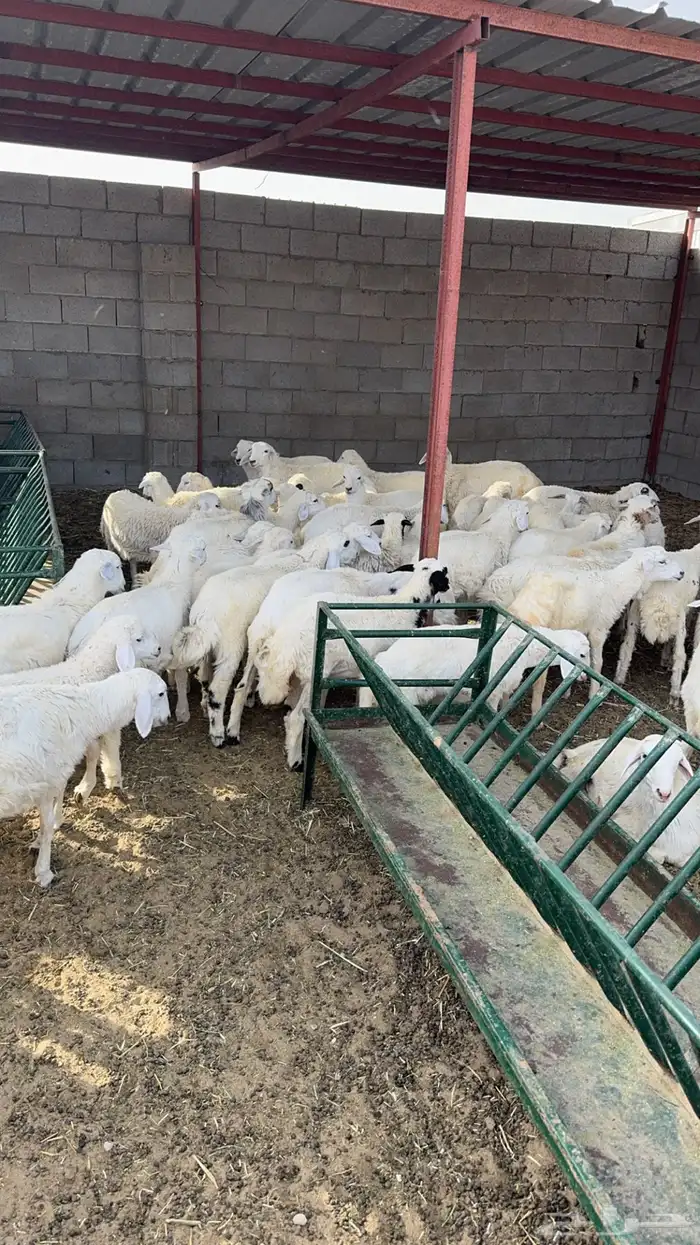 توفير ذبايح طازجة من السوق مباشرة 6