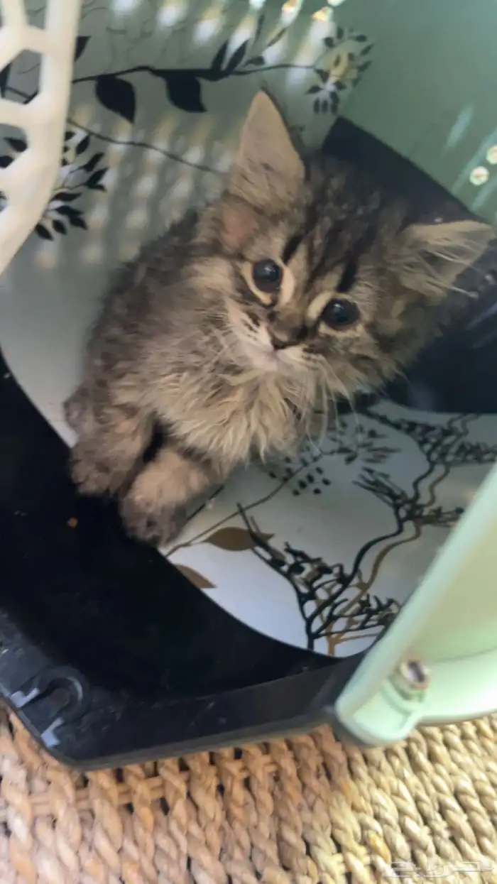 قطوه ذكر العمر شهر ونص النوع شيرازي 100 او150 قيمة أغراضها 0