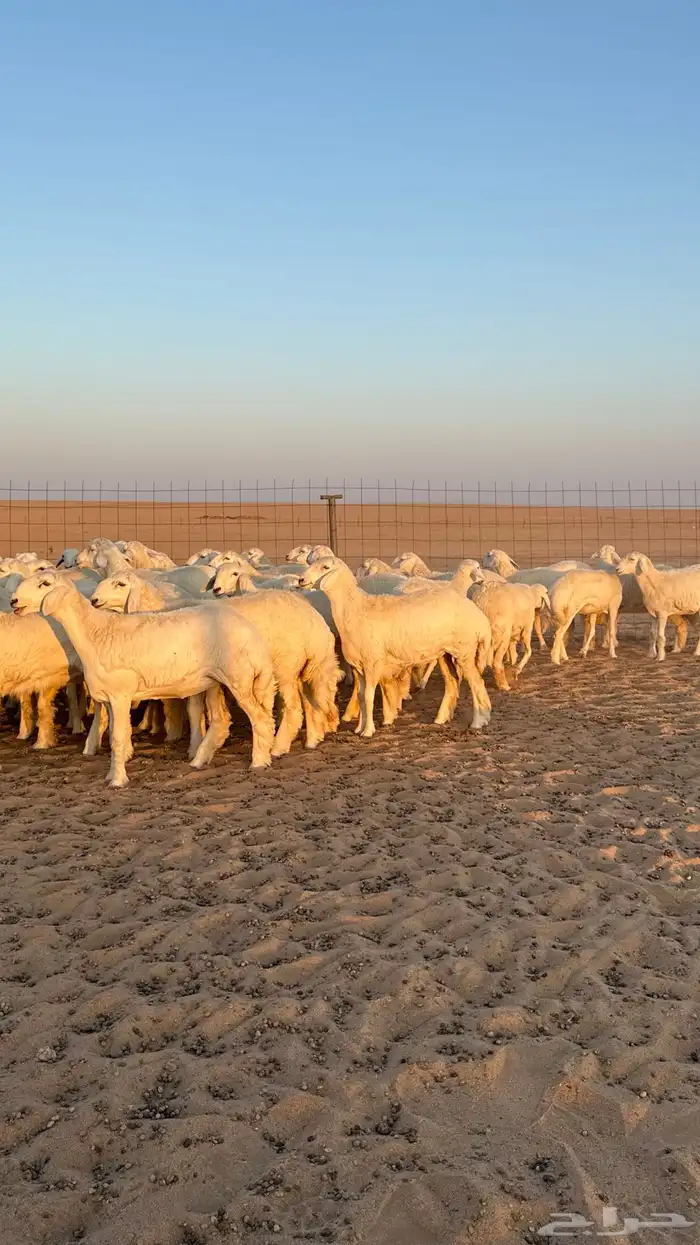 رخال جذعات حريات صنف فاخرر للي يبي الصنف 0