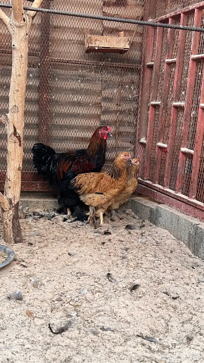 طقم دجاج براهما 1