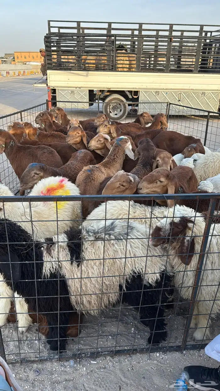 توفير ذبايح طازجة من السوق مباشرة 2