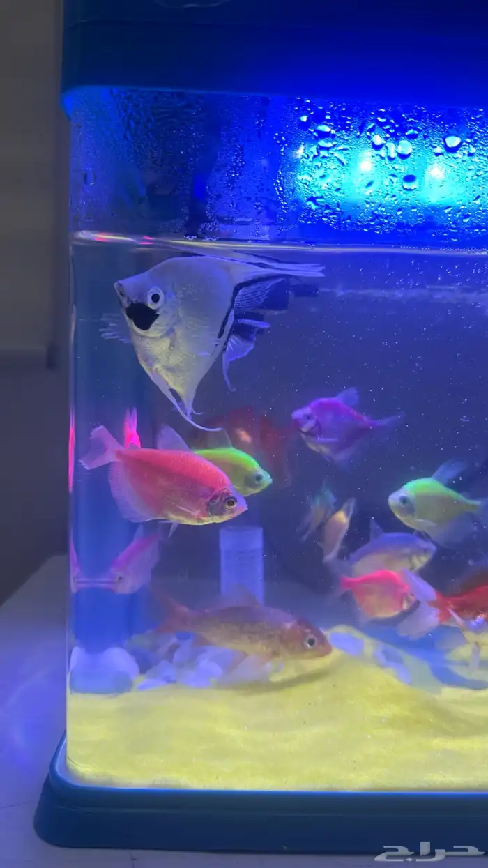 احواض بفلتر مع سمك زينه 0